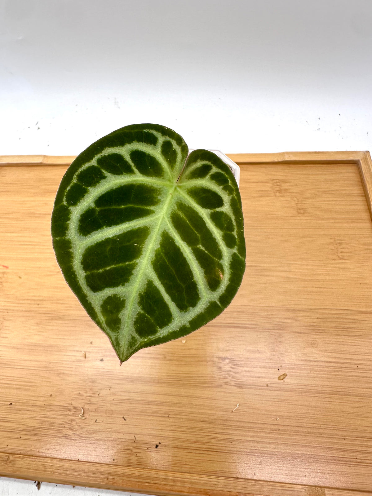 Anthurium Red Tiger