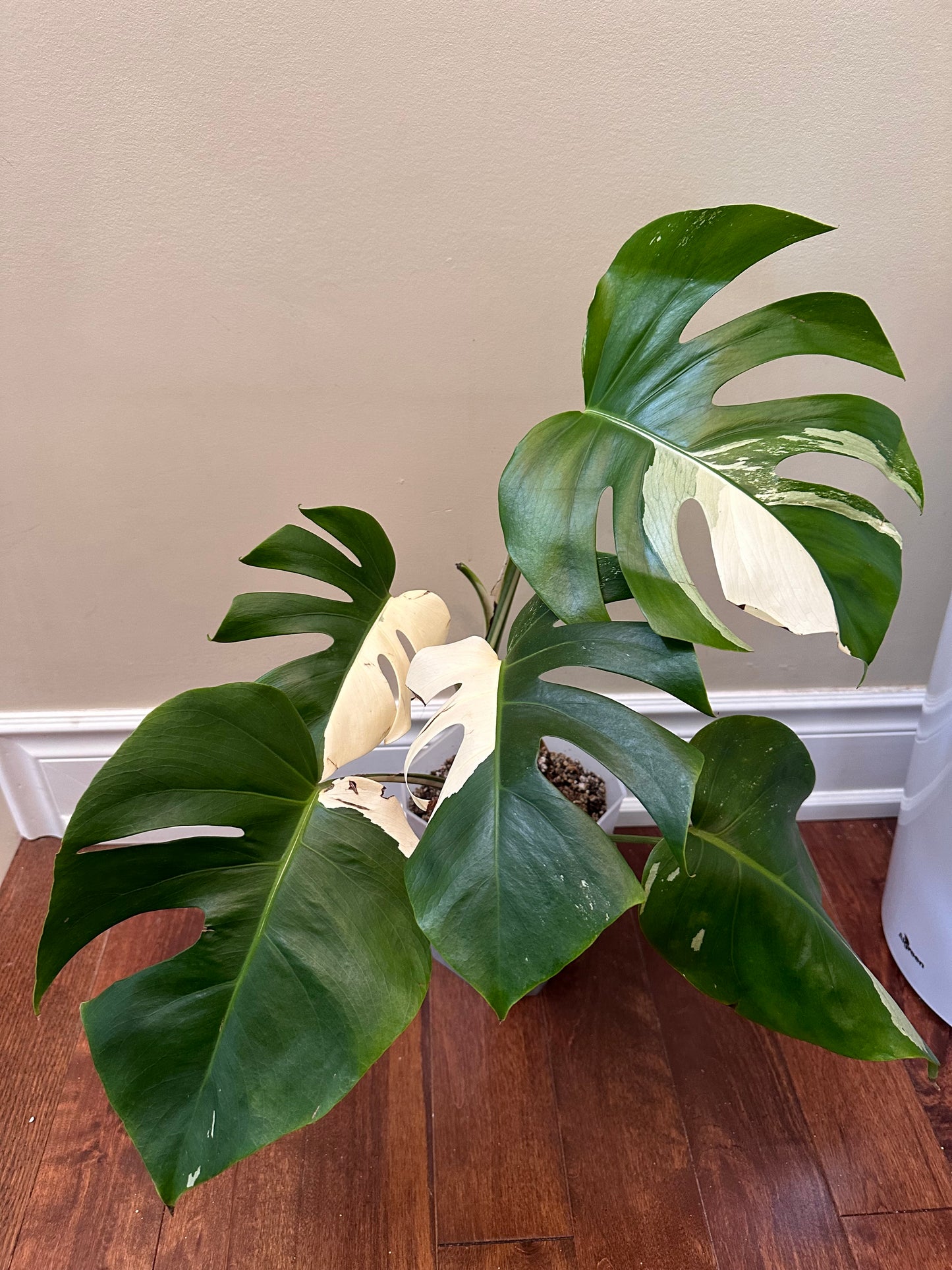 Monstera Albo - Clearance