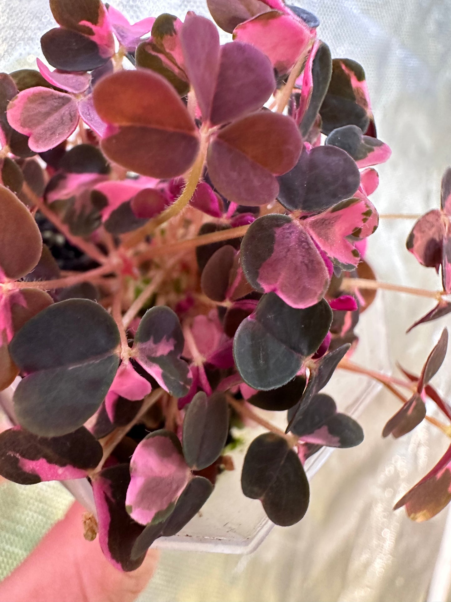 Oxalis ‘Plum Crazy’ Pink Variegated - Multiple growths