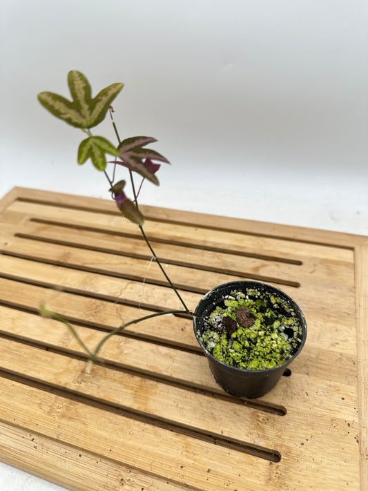 Passiflora Trifasciata (Purple)