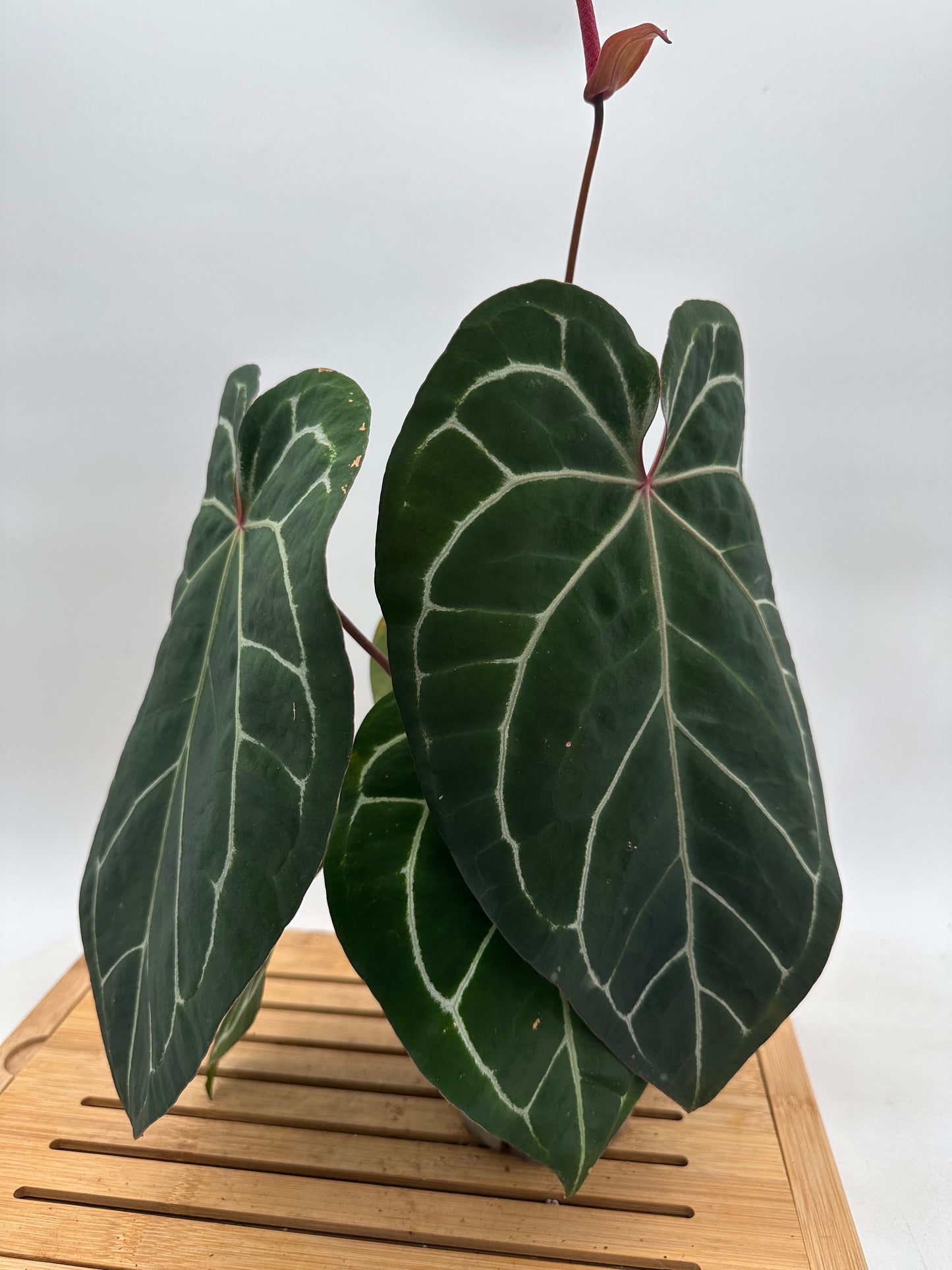 Anthurium Memoria Tim Anderson - Large