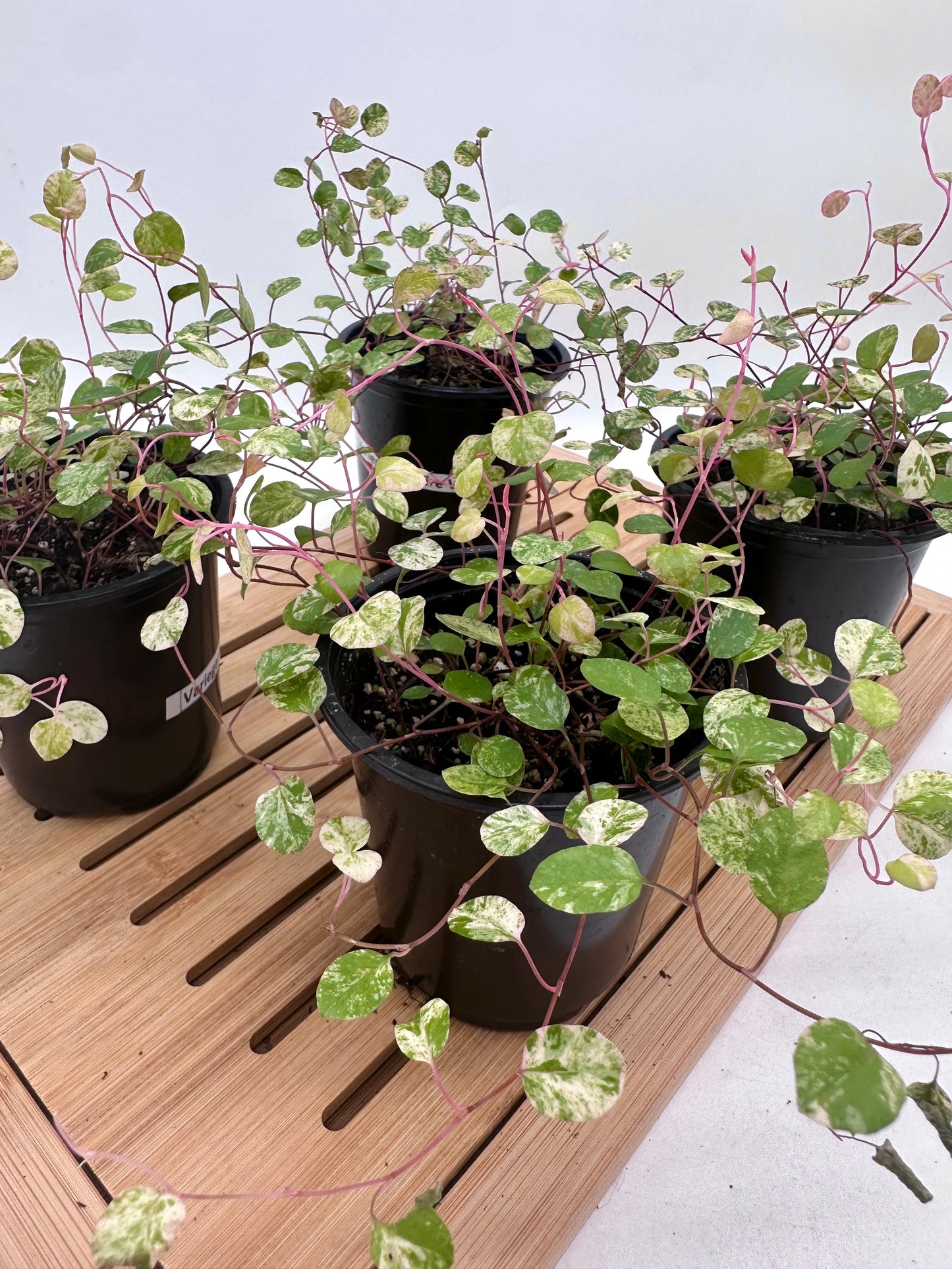 Variegated Wire Vine