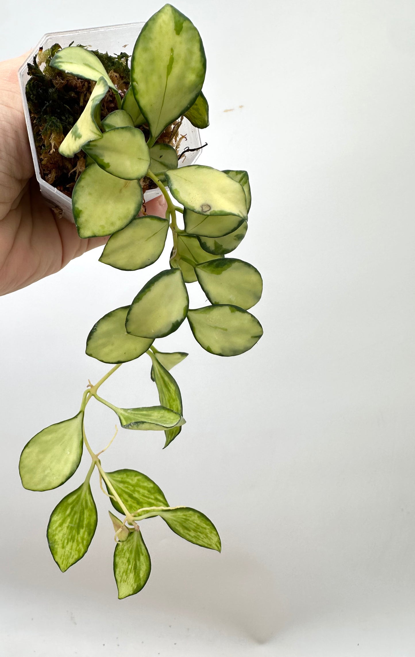 Hoya Heuschkeliana Inner Variegated - Multiple Growths
