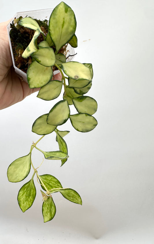 Hoya Heuschkeliana Inner Variegated - Multiple Growths