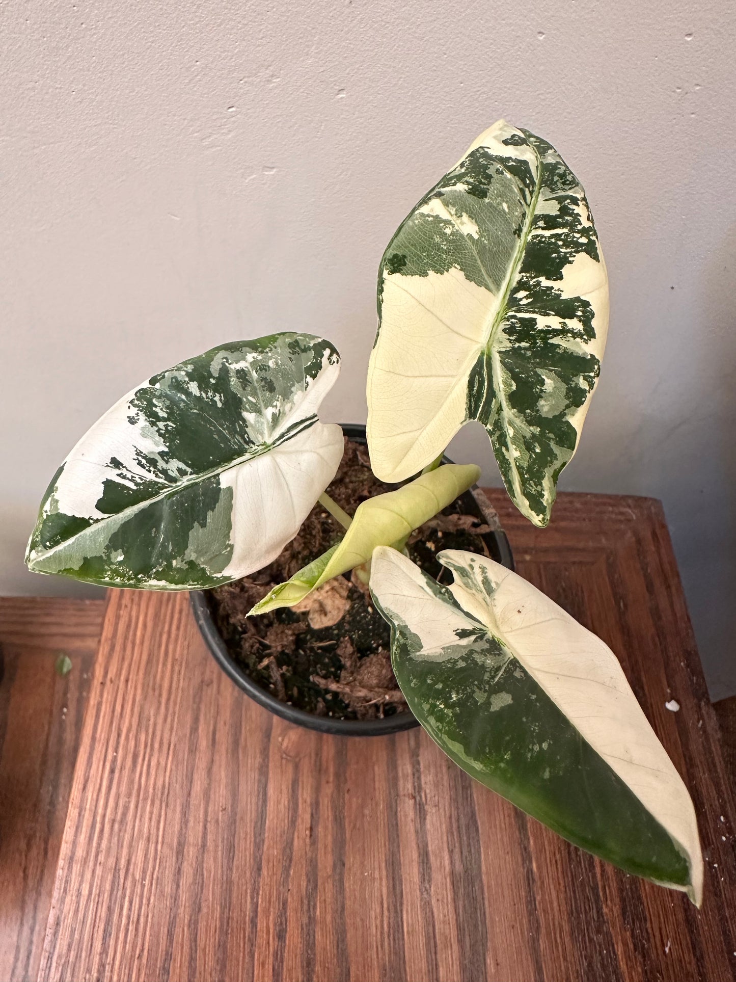 Variegated Alocasia Frydek