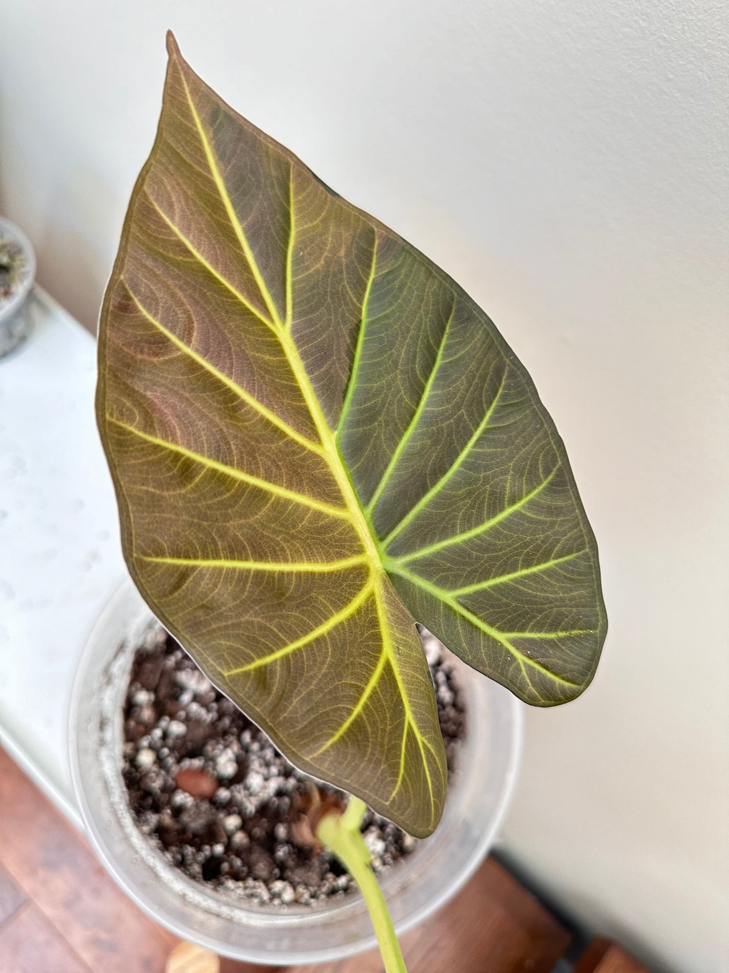 Thanksgiving Sales - Alocasia Regal Shields Aurea Variegated (Halfmoon) Size Large