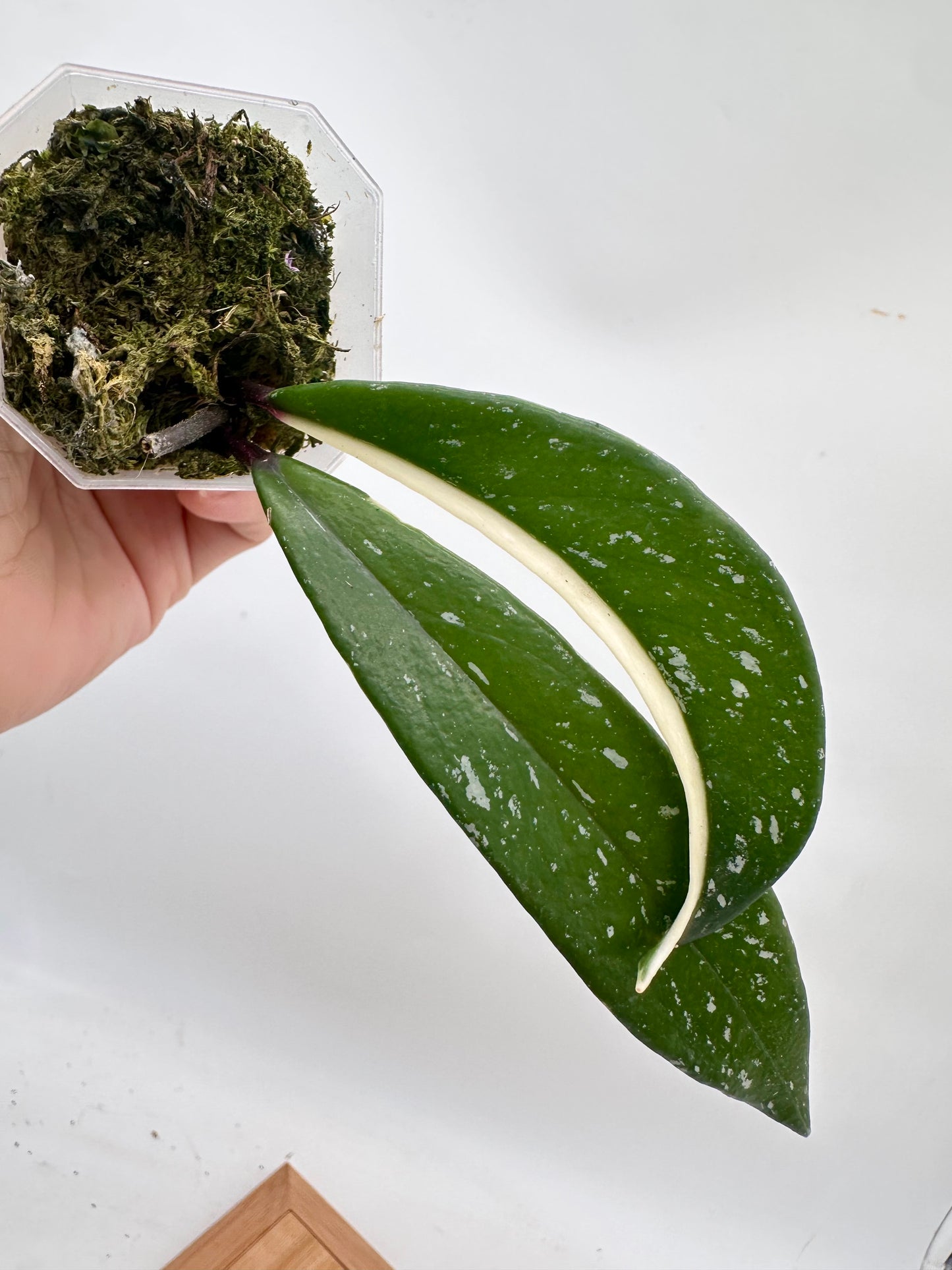 Hoya Publicalyx Albo Variegated