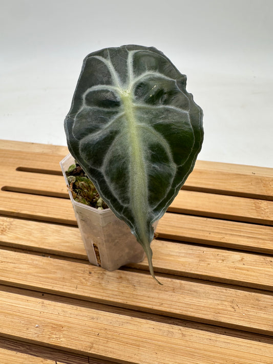 Alocasia Venom - Grown from Offshoot