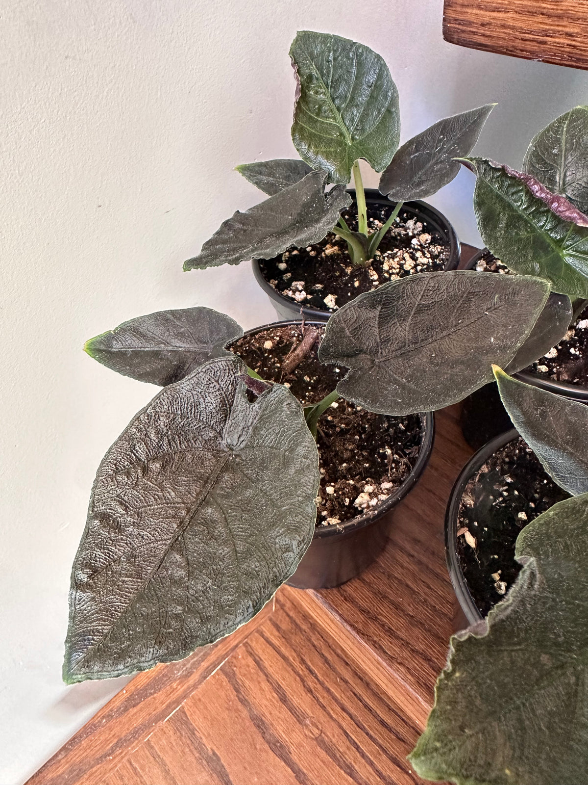 Alocasia Antoro Velvet