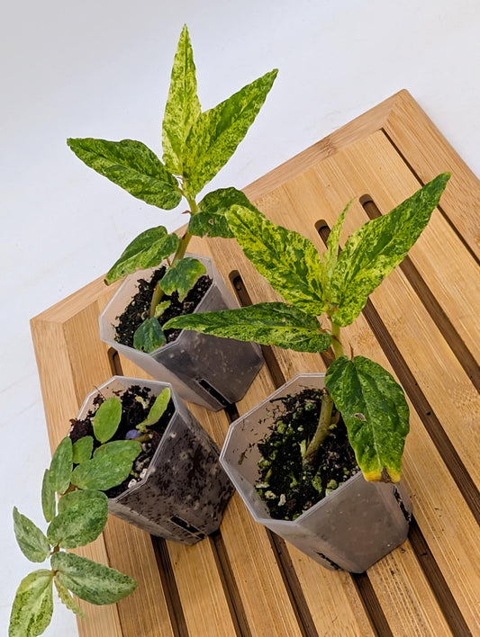 Begonia Watermelon Variegated