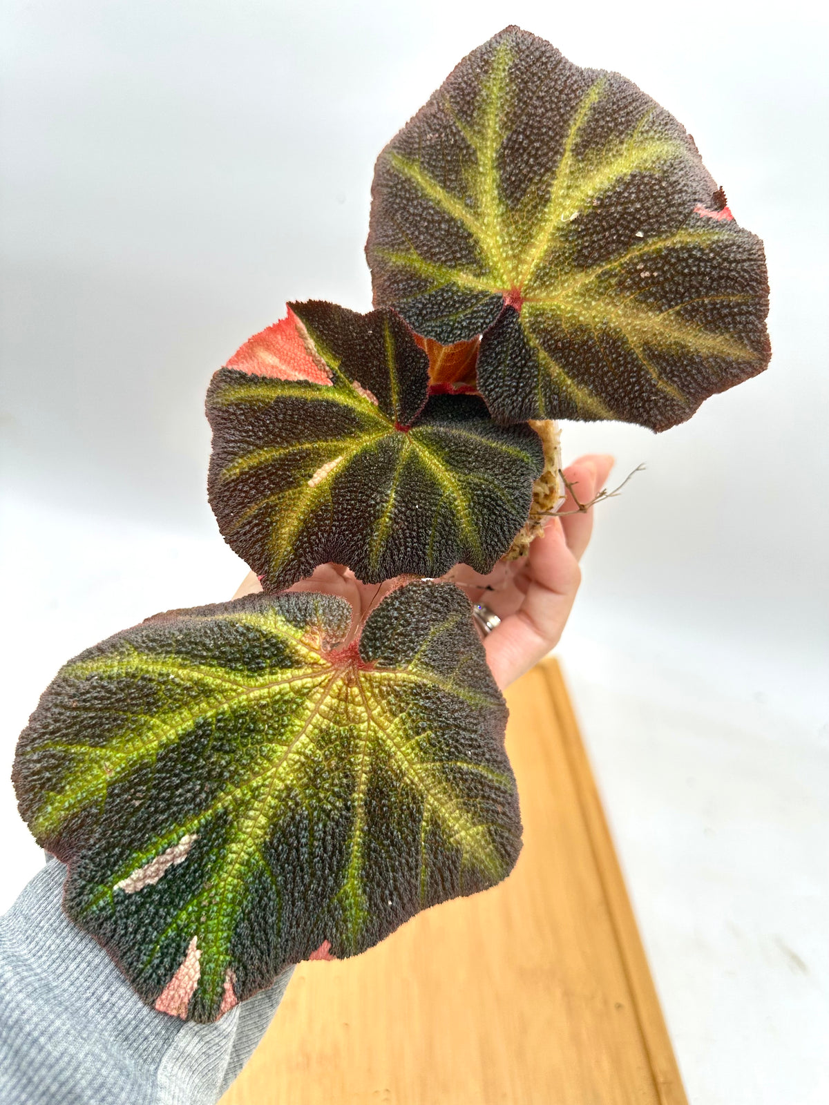 Begonia Soli Mutata Variegated