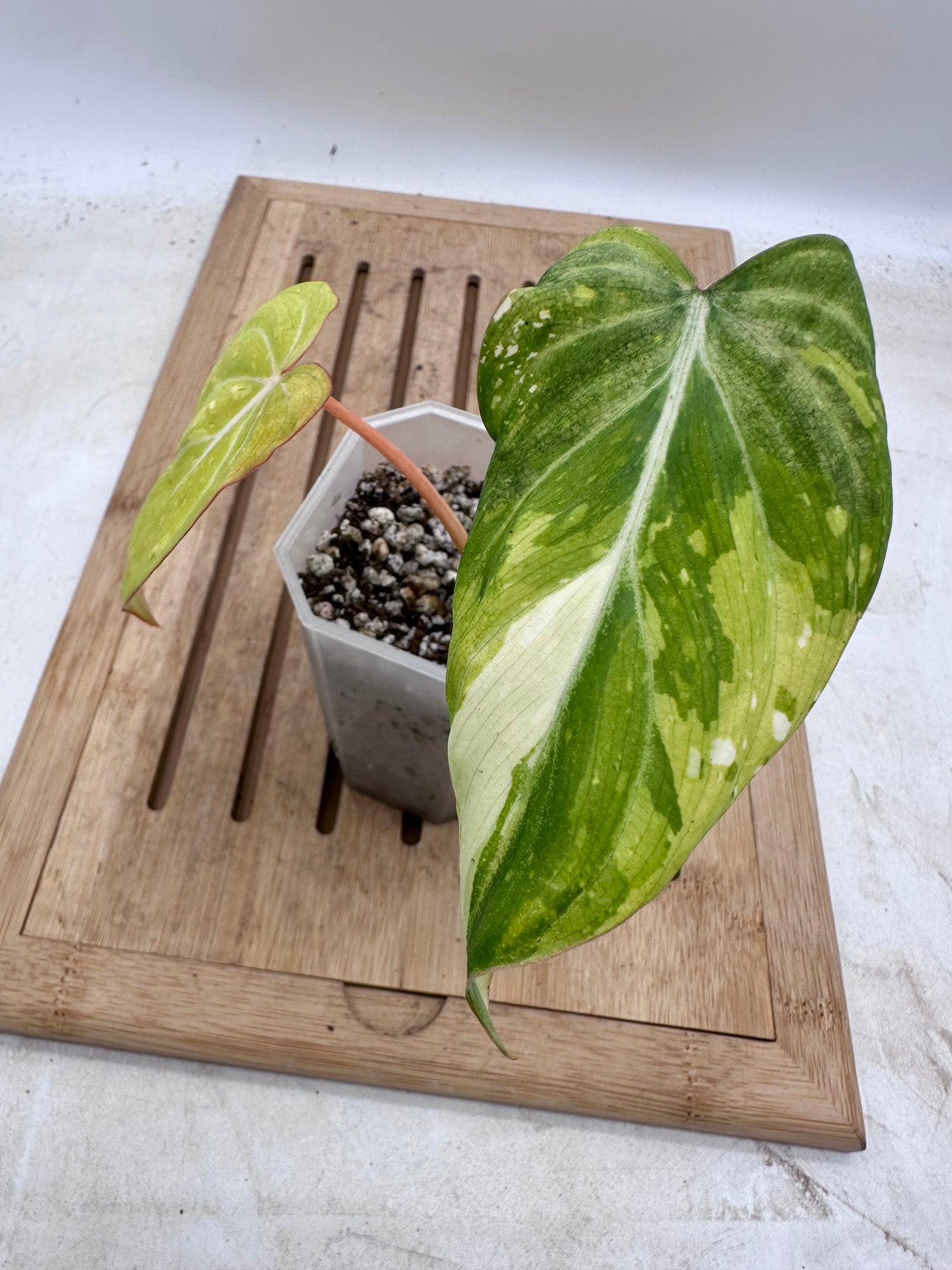 Philodendron Gloriosum Variegated