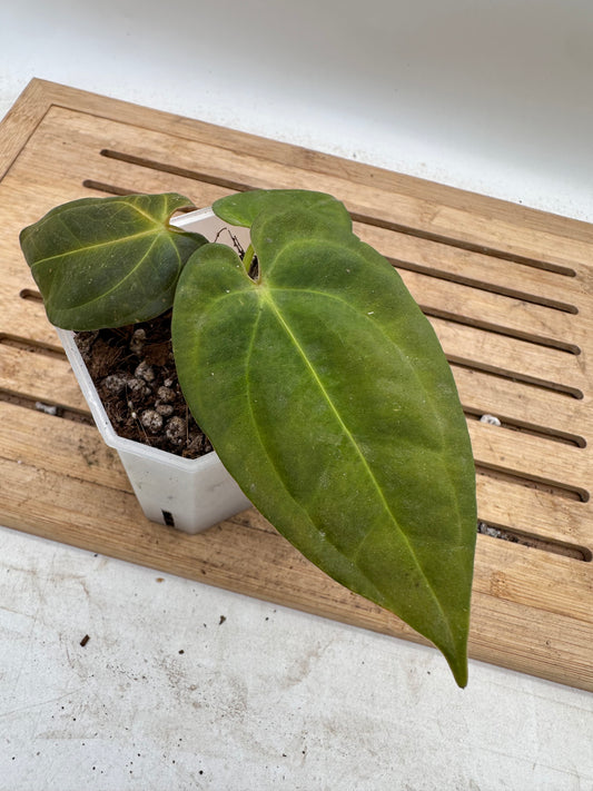 Anthurium Blue Papillilaminum x One