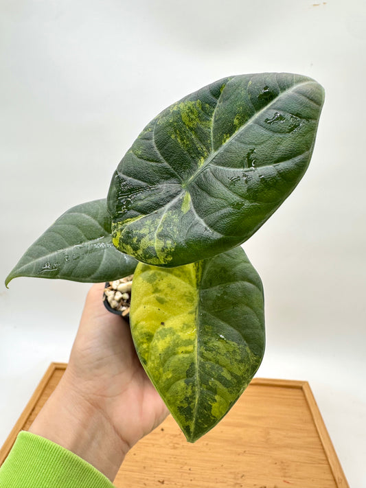 Alocasia Maharini Golden Lime Variegated
