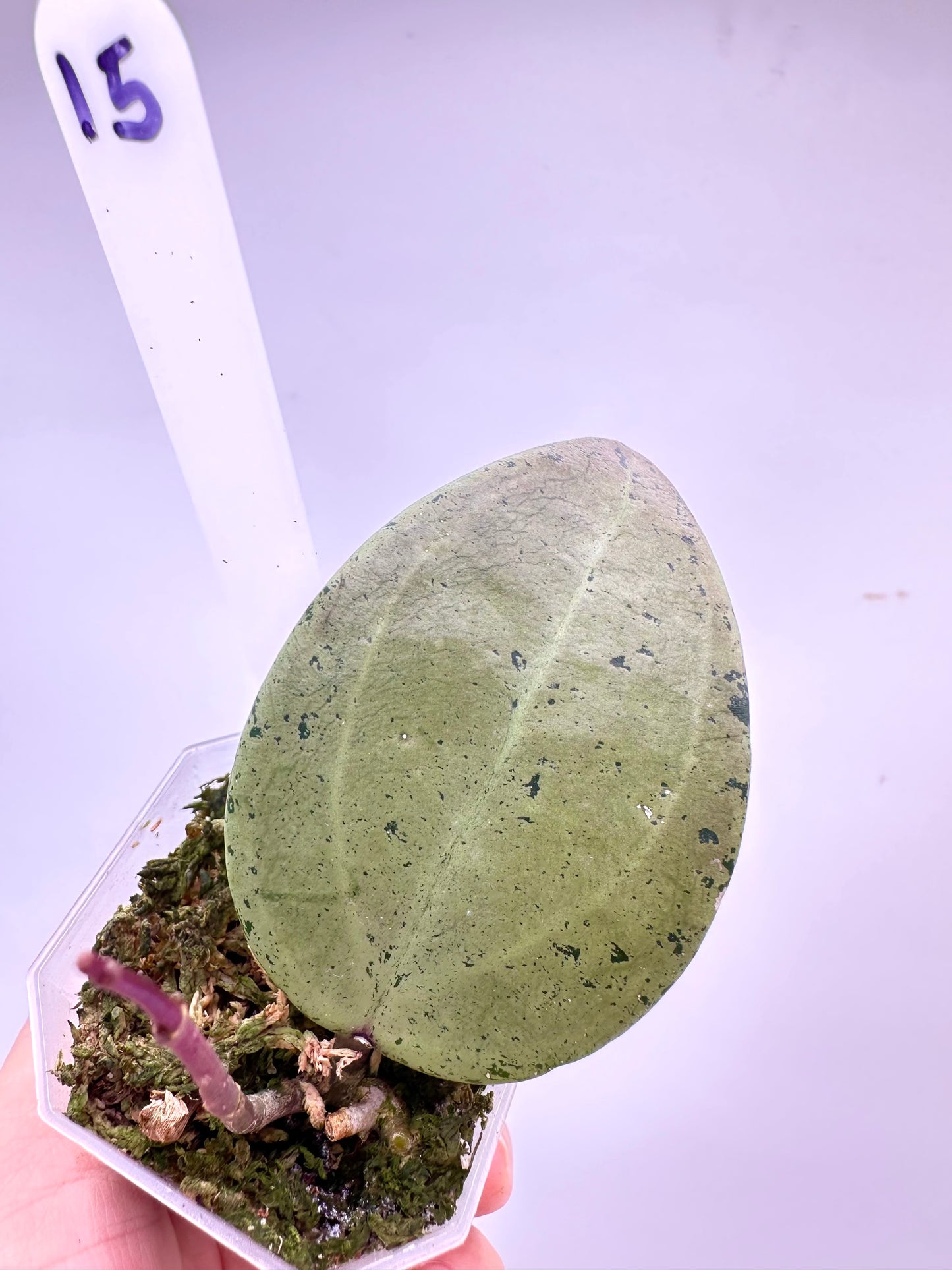 Hoya Verticillata Silver Heart