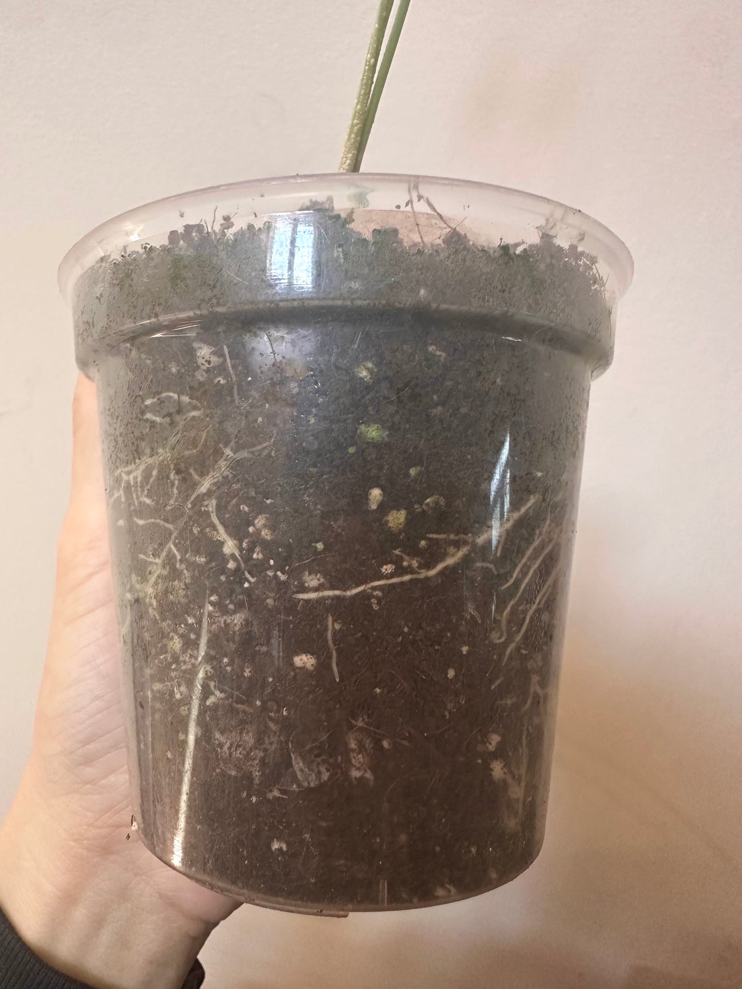 Stephania Erecta Caudex