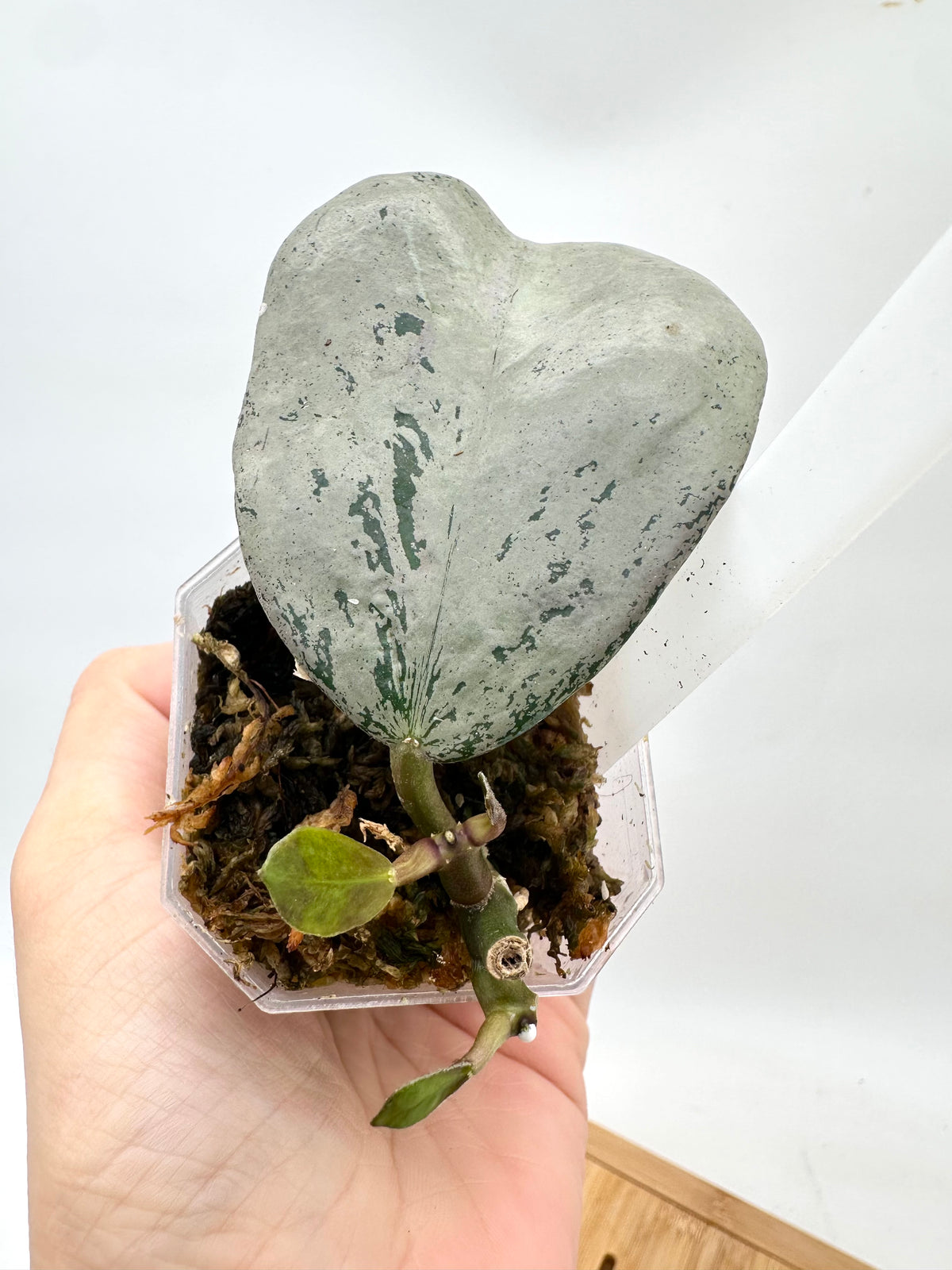 Hoya Chiang Dao Silver - 2 Growths