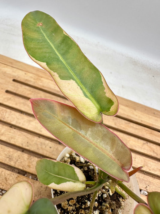 Philodendron Atabapoense Variegated
