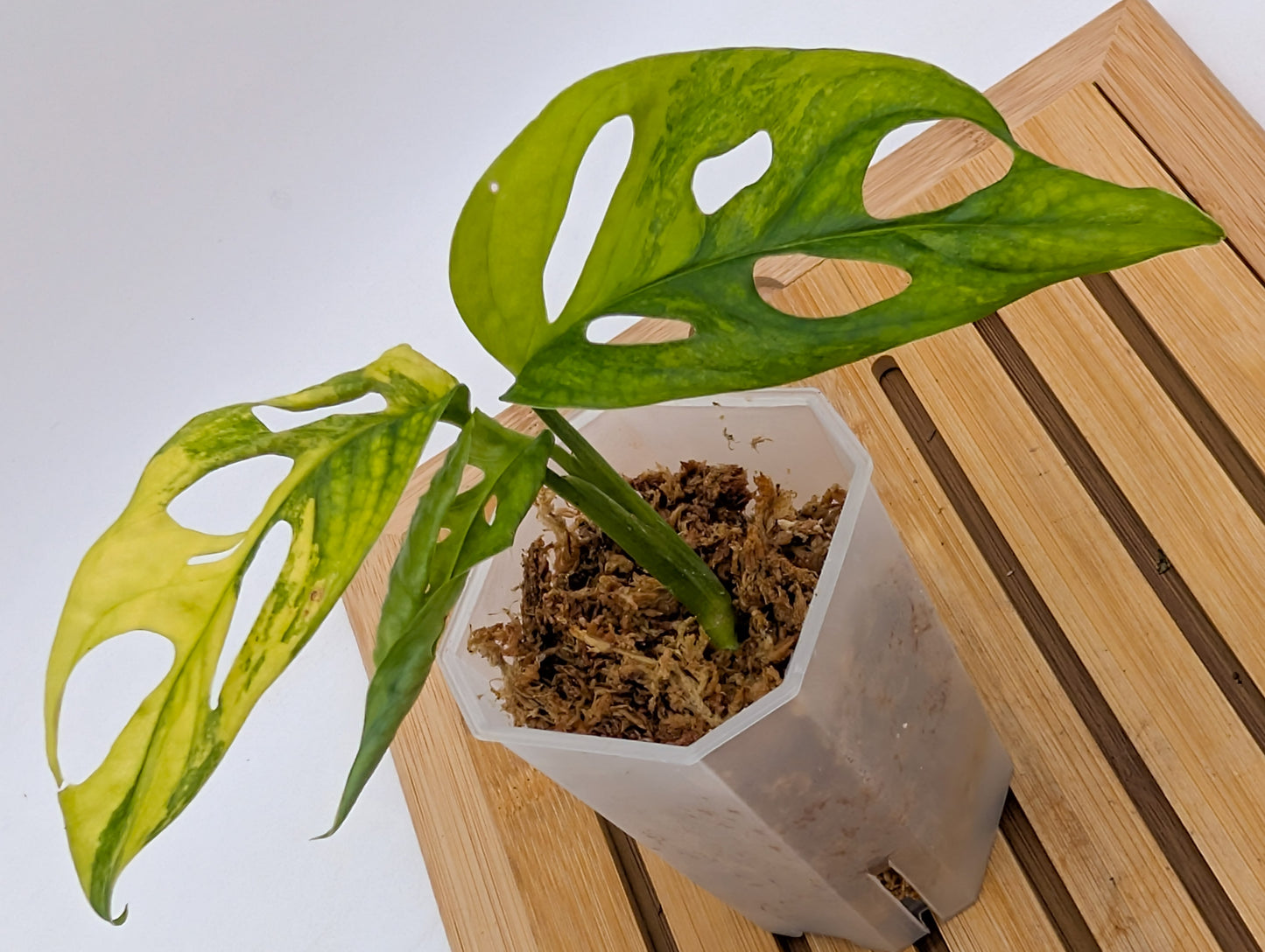 Monstera Adansonii Aurea Variegated