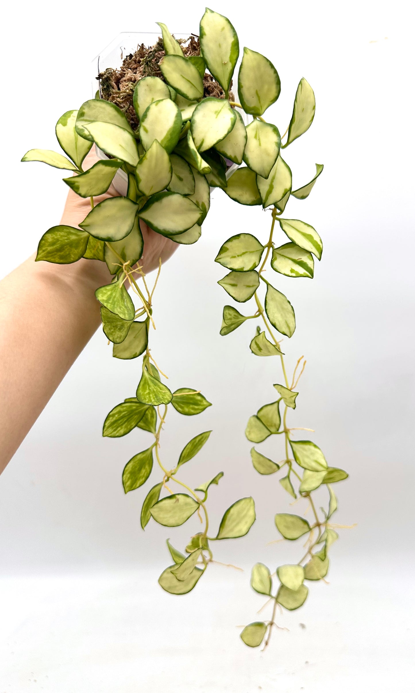 Hoya Heuschkeliana Inner Variegated