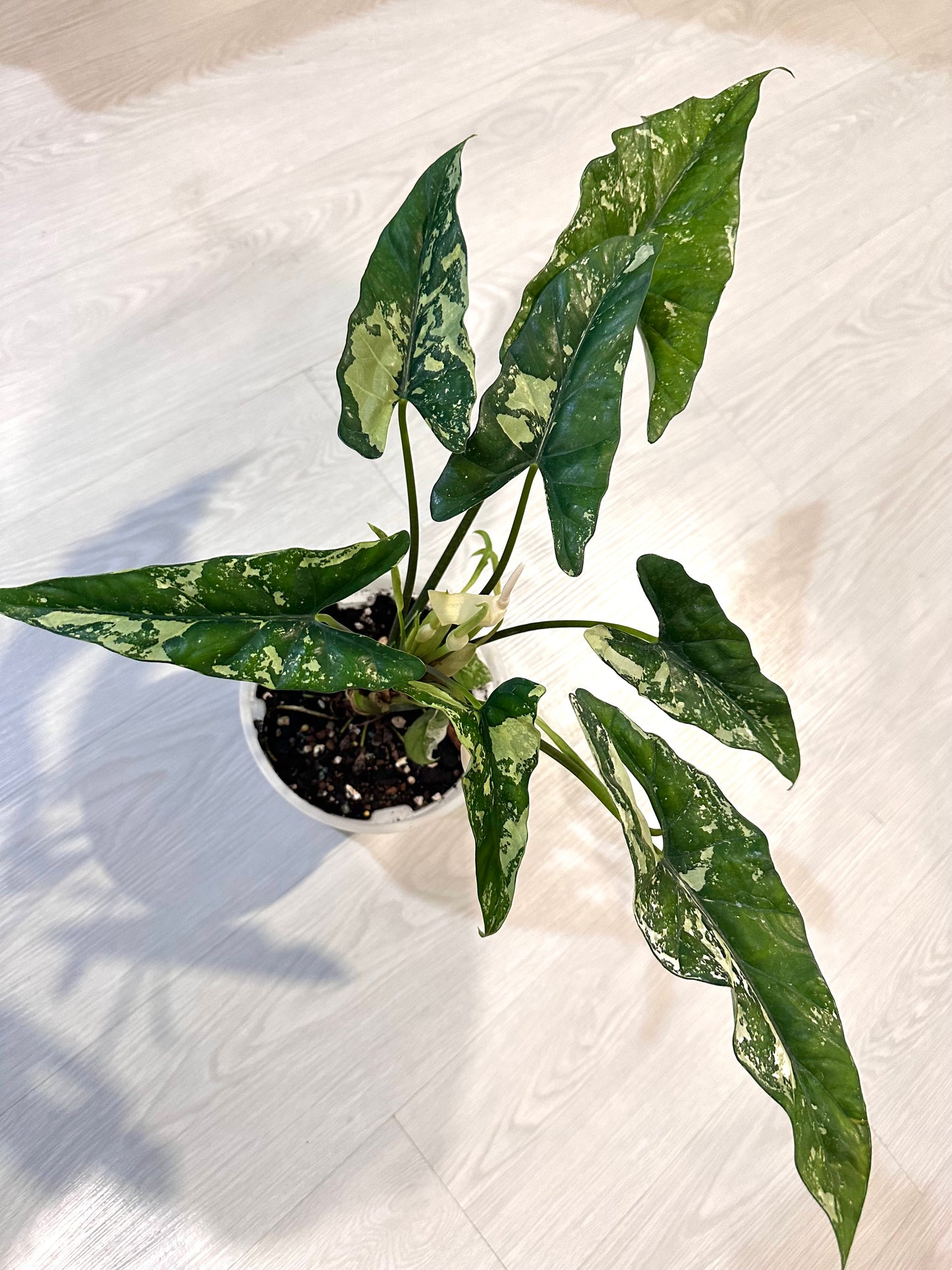 Alocasia Simpo Albo Variegation - CORM