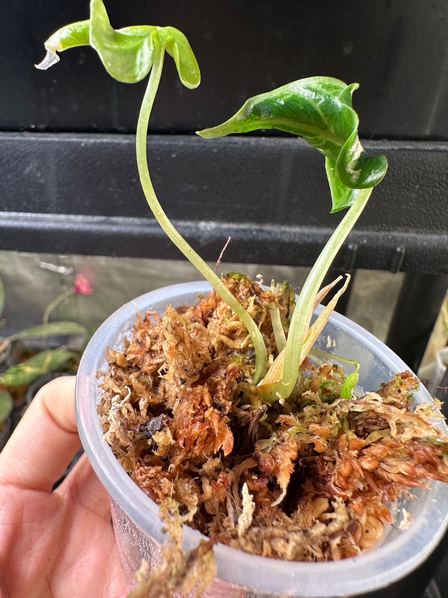 Alocasia Loco
