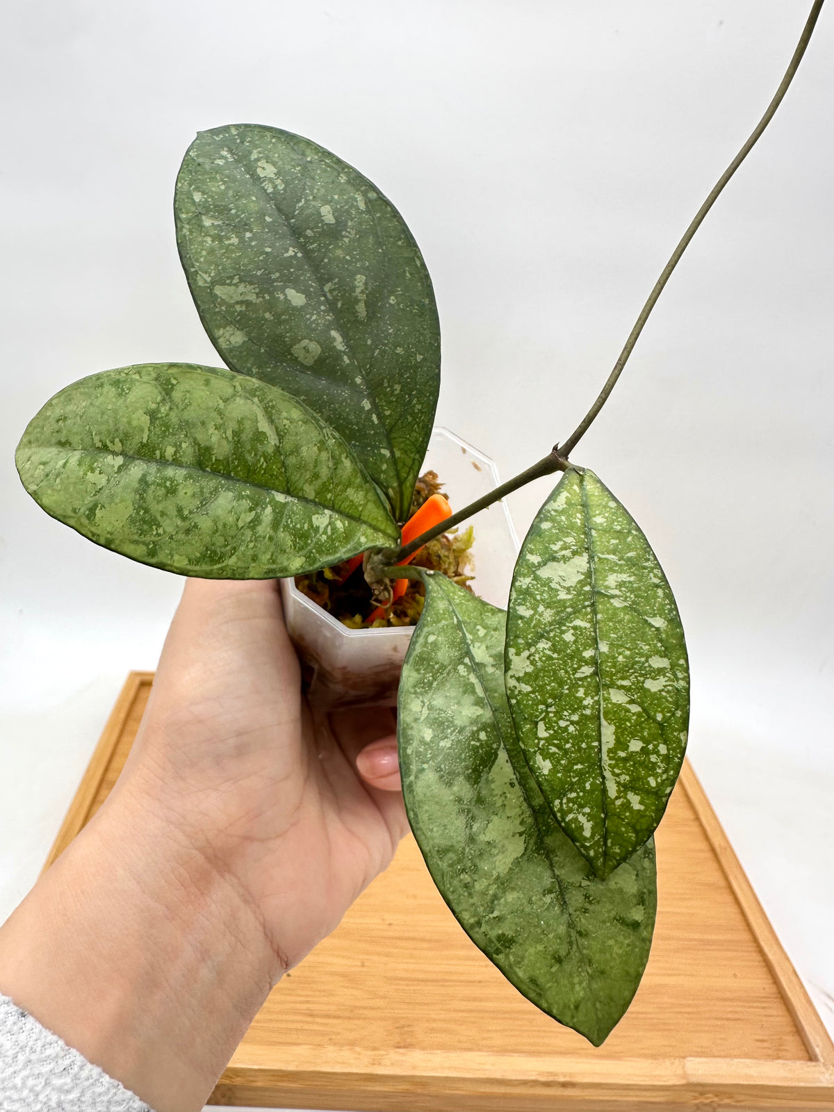 Hoya Crassipetiolata Silver Splash