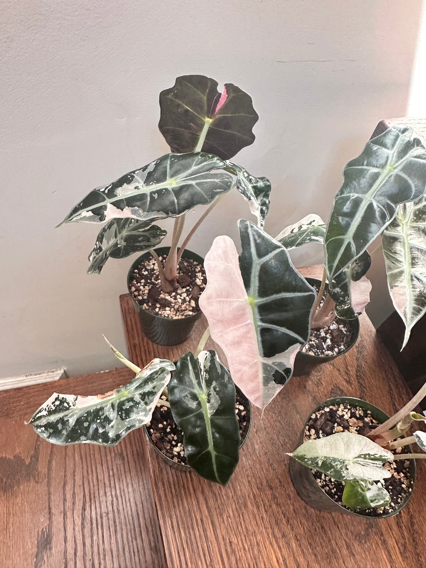 Alocasia Polly Snowflake Pink Variegated