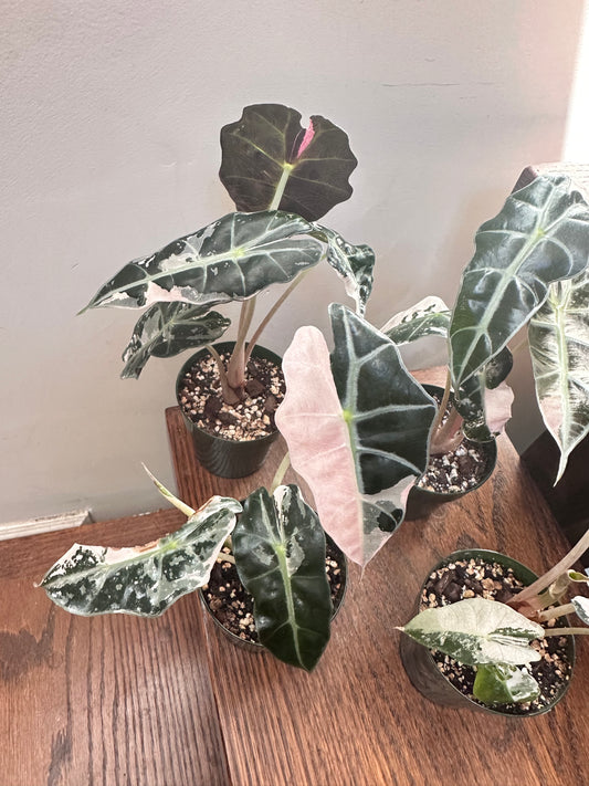 Alocasia Polly Snowflake Pink Variegated