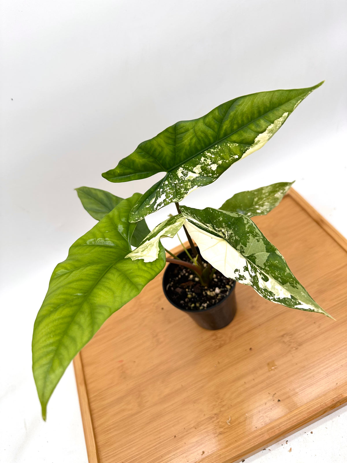 Alocasia Simpo Albo Variegated