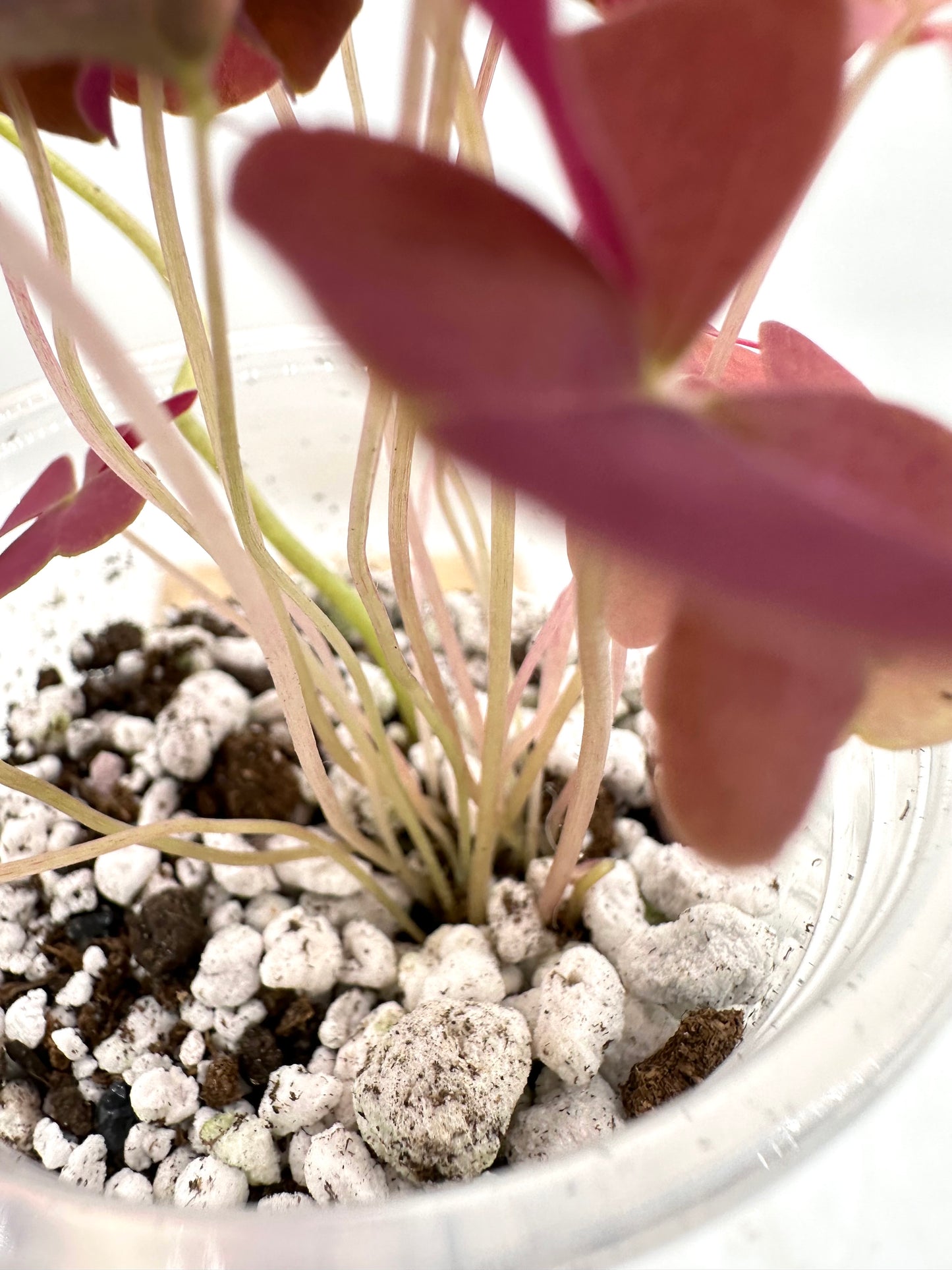 Oxalis Triangularis Pink Variegated