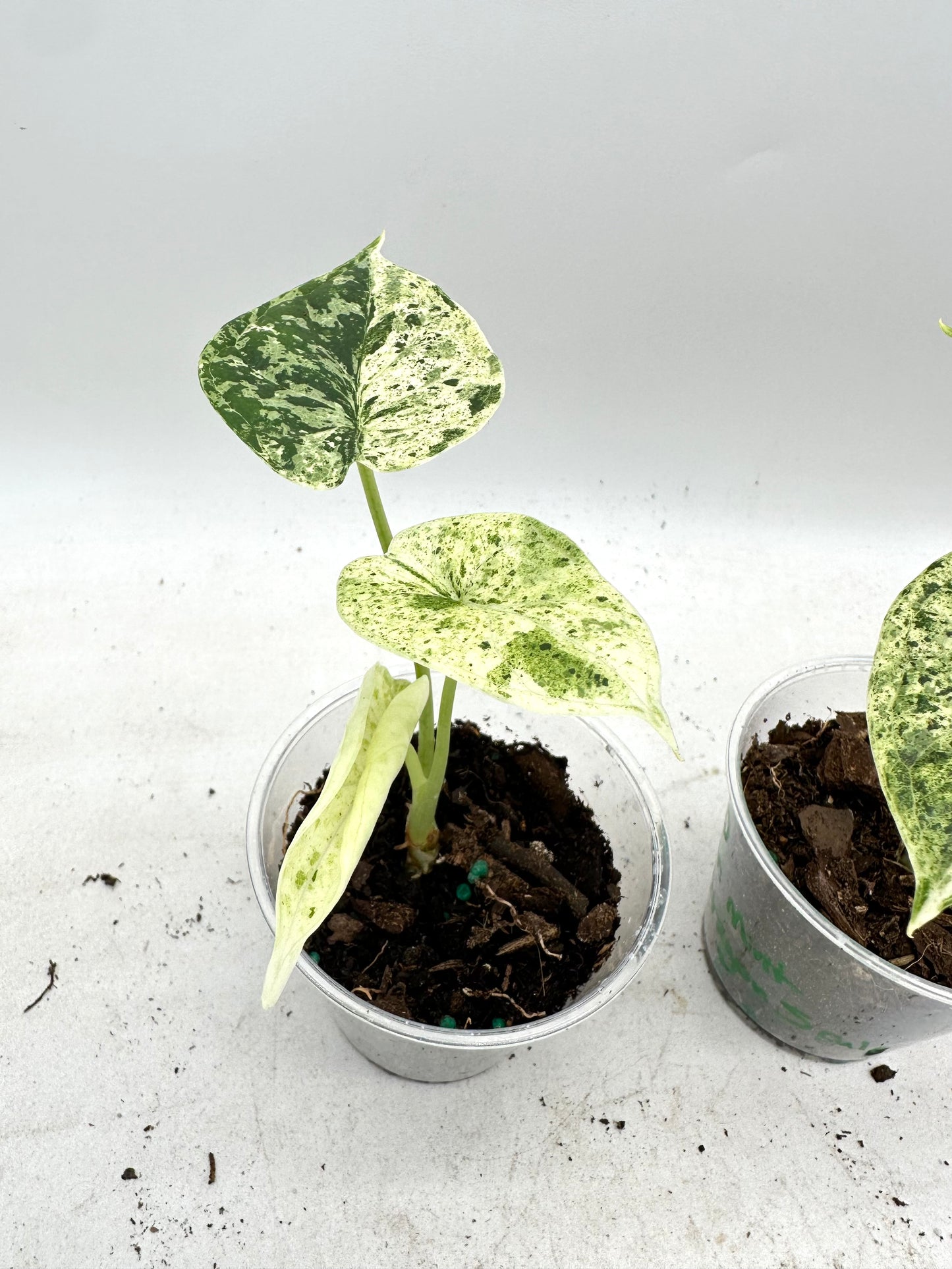 Alocasia Dragon Scale Mint Variegated