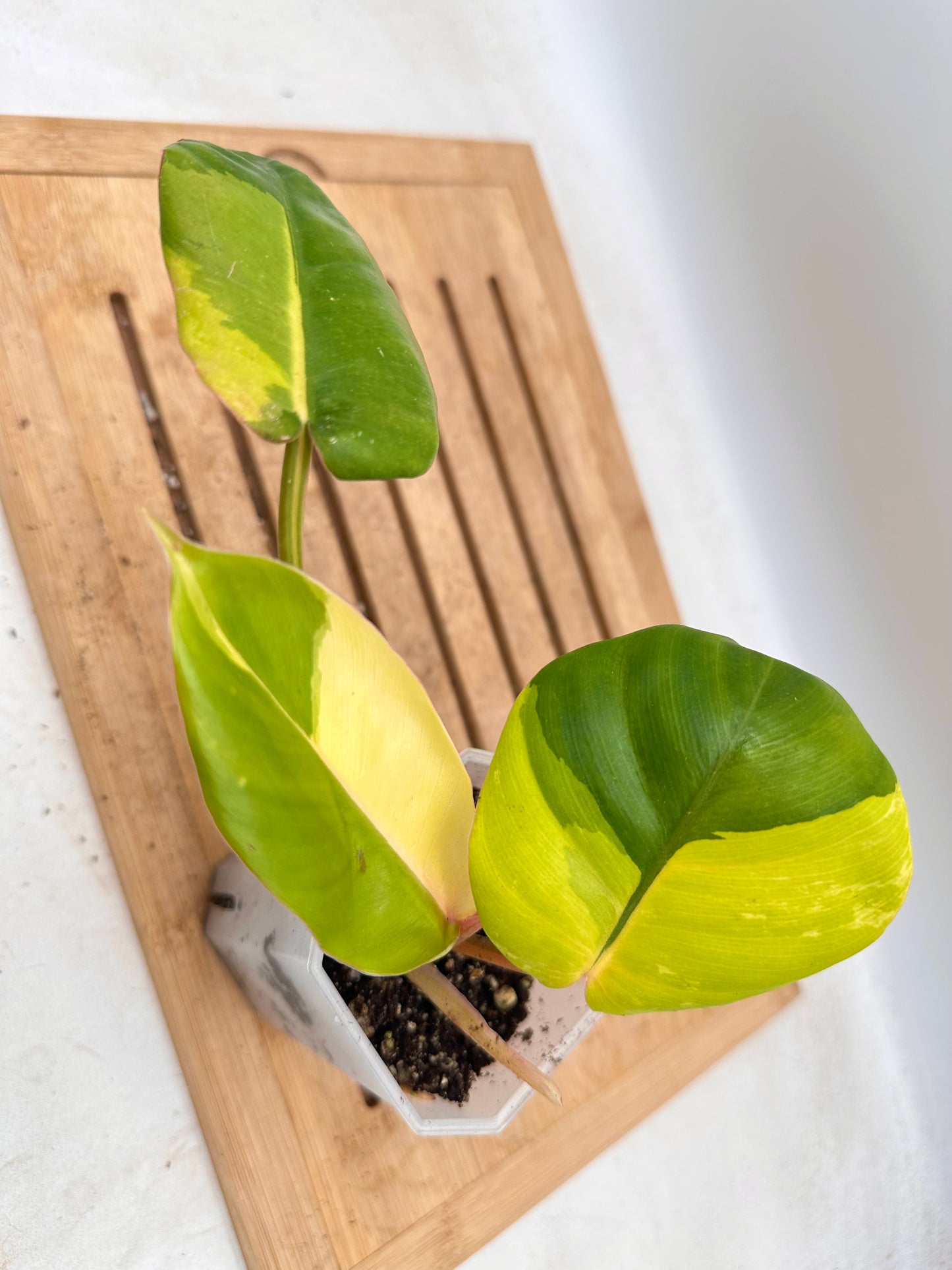 Philodendron Jungle Fever Variegated - Labour Day Sale ❤️‍🔥