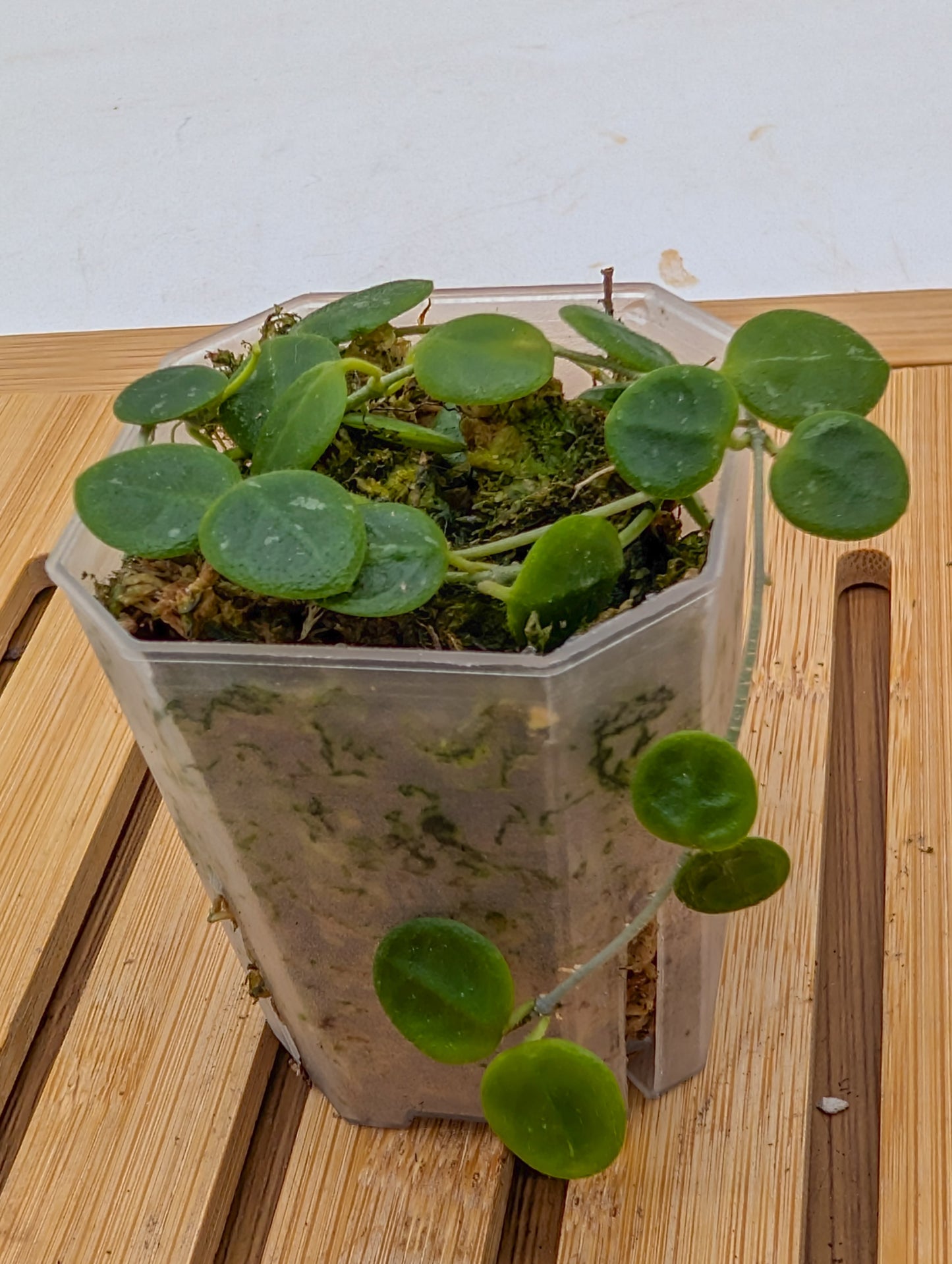 Hoya Serpens