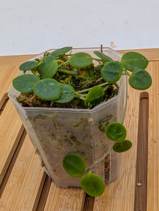 Hoya Serpens