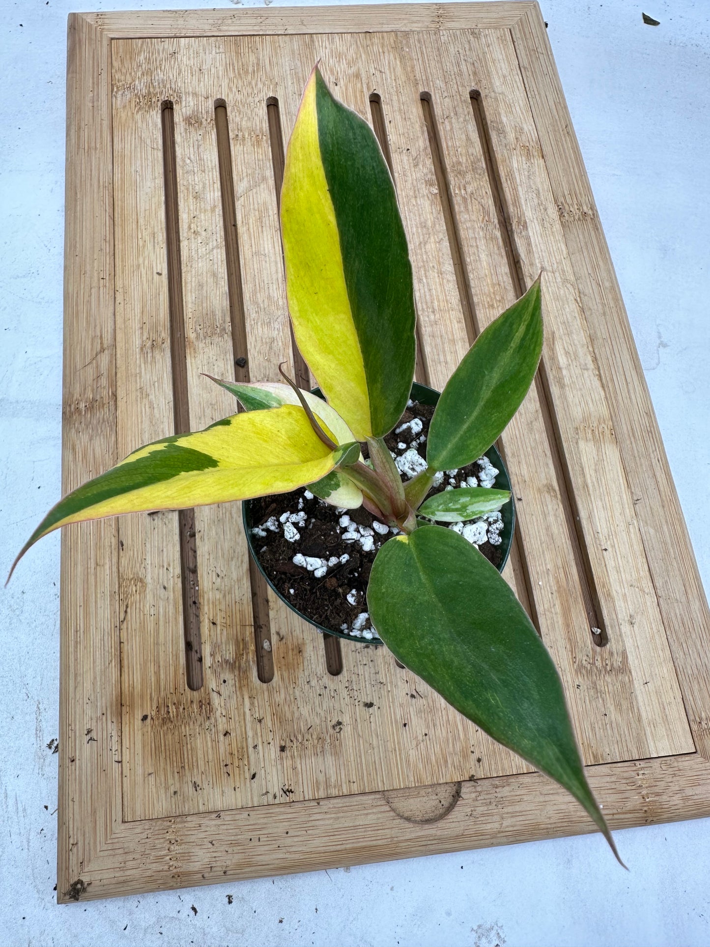 Black Friday Sales - Philodendron Caramel Marble Variegated