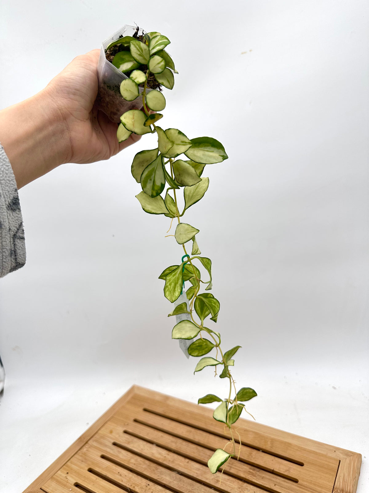 Hoya Heuschkeliana Inner Variegated
