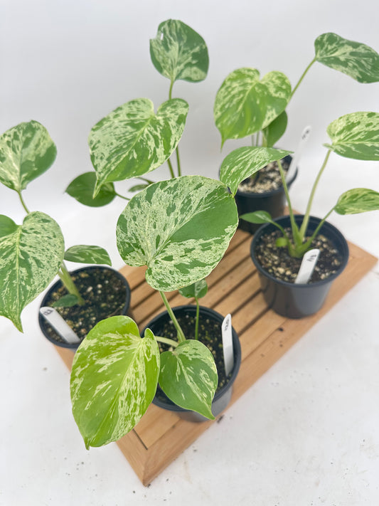 *August Hot Sale 🐢 Monstera Bulbasaur in 4” Pot