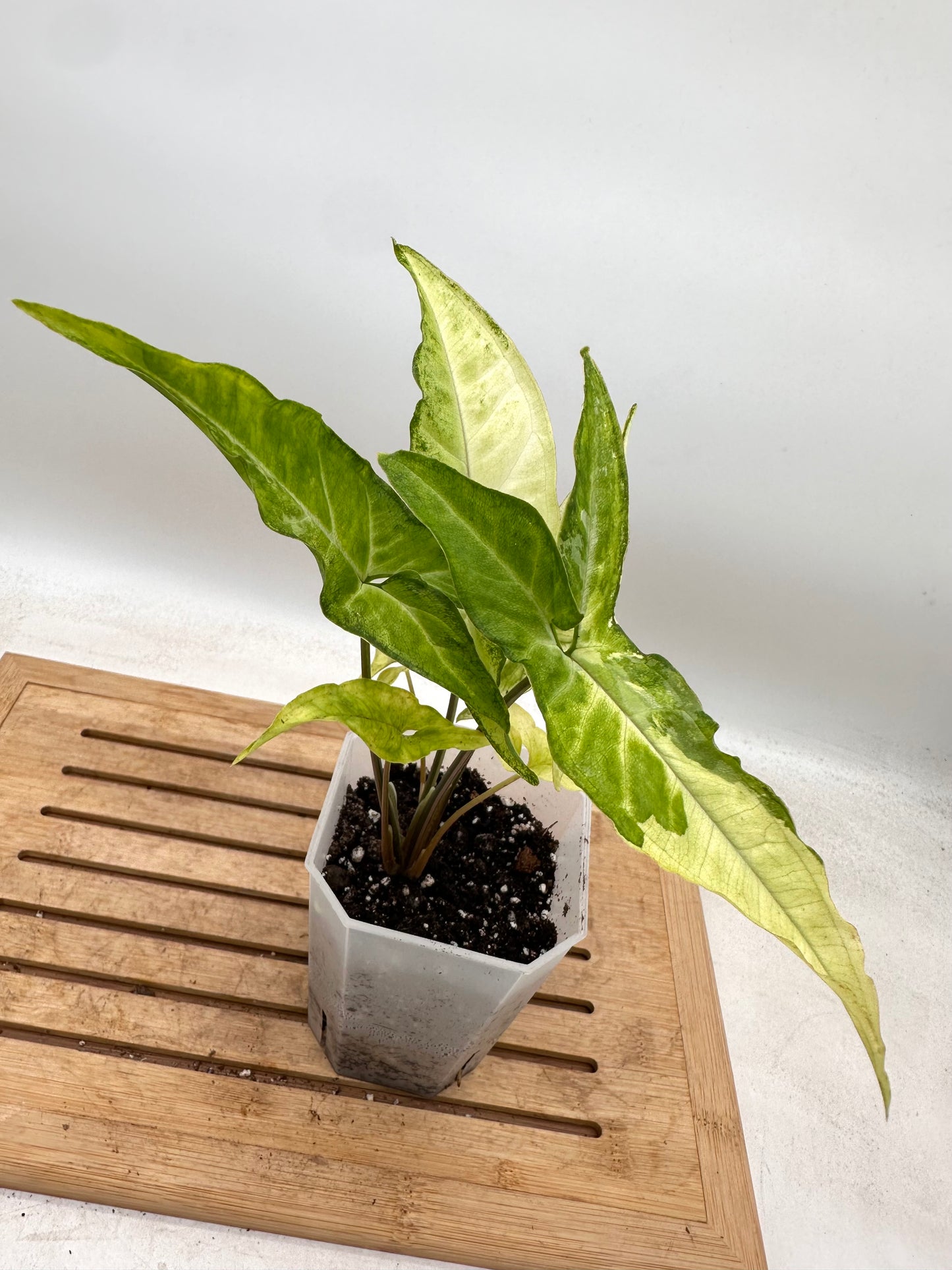 Syngonium Angustatum Albo Variegated - August Sale