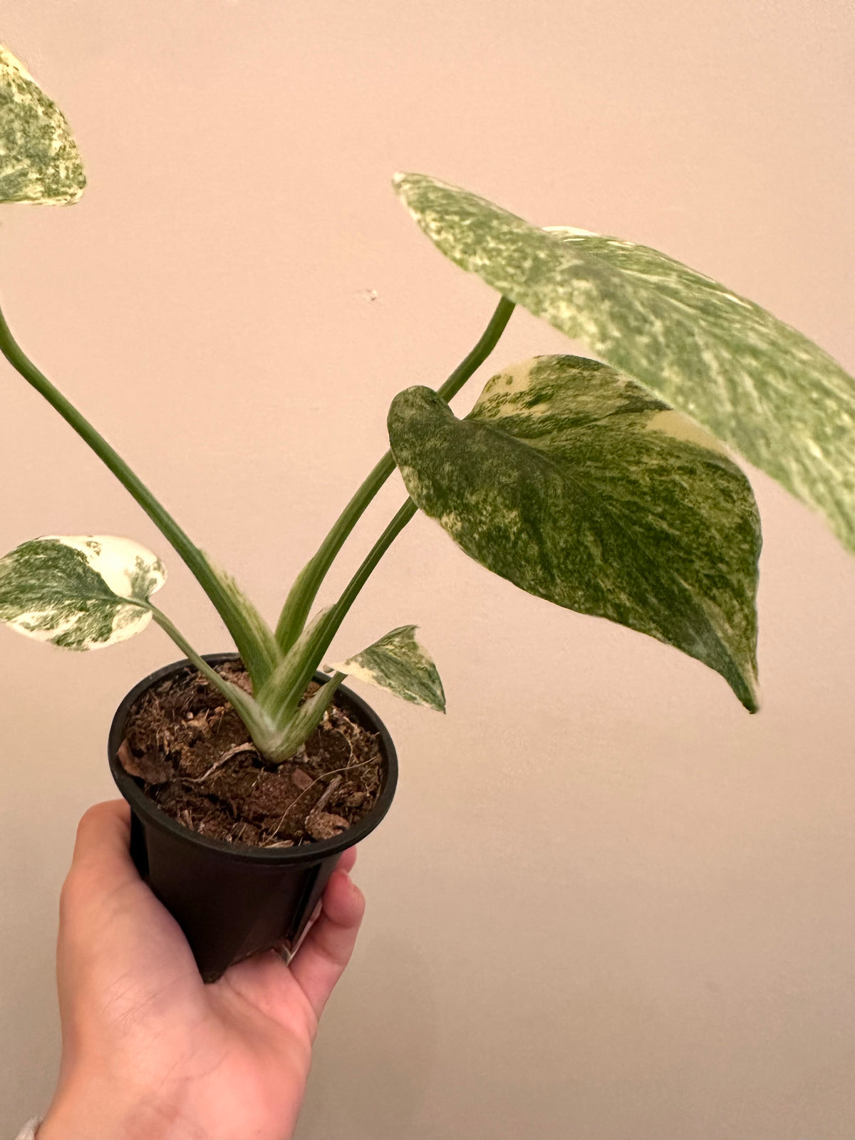 Monstera Legacy B