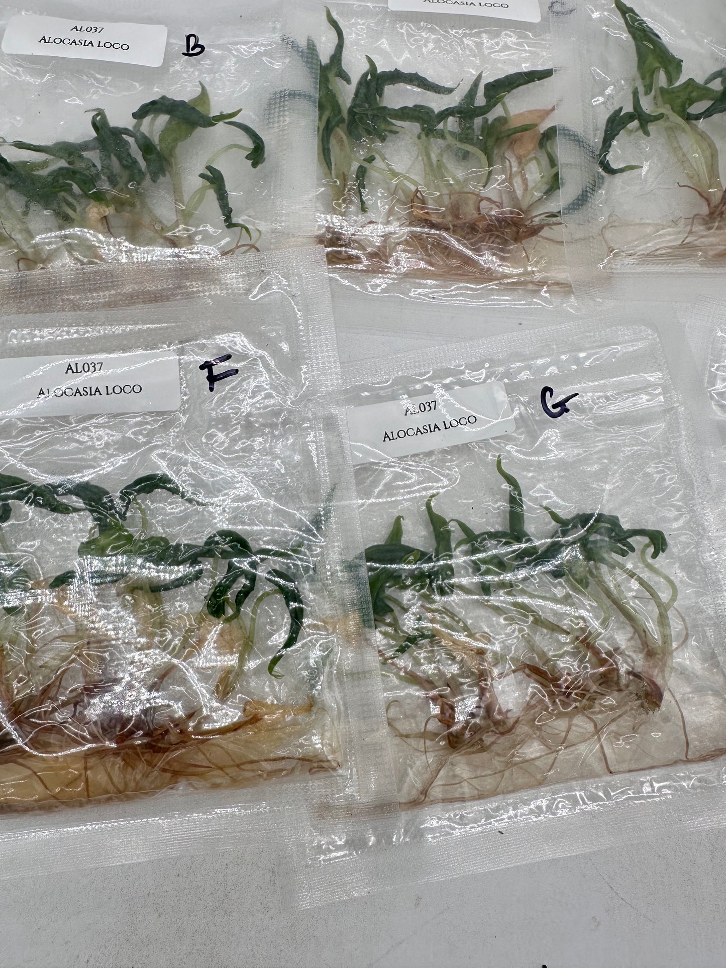 Tissue Culture - Alocasia Loco - Bag of 5
