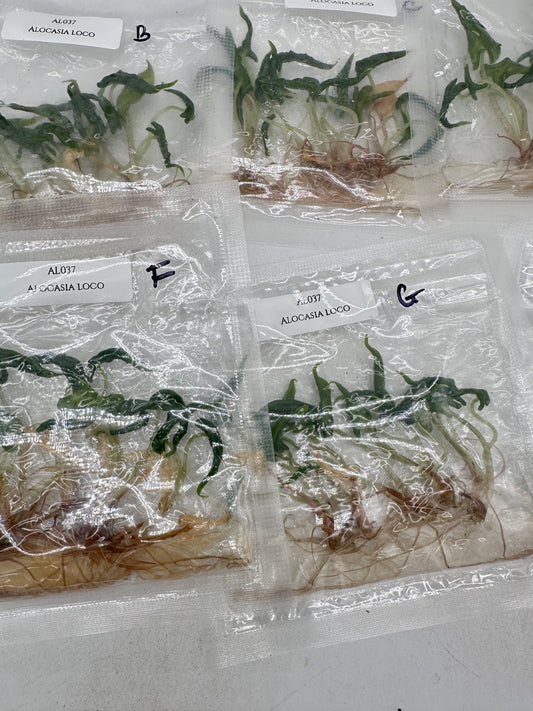 Tissue Culture - Alocasia Loco - Bag of 5
