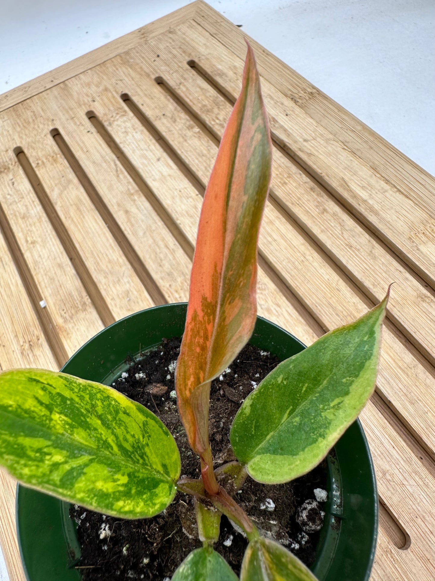 Variegated Philodendron Caramel Marble