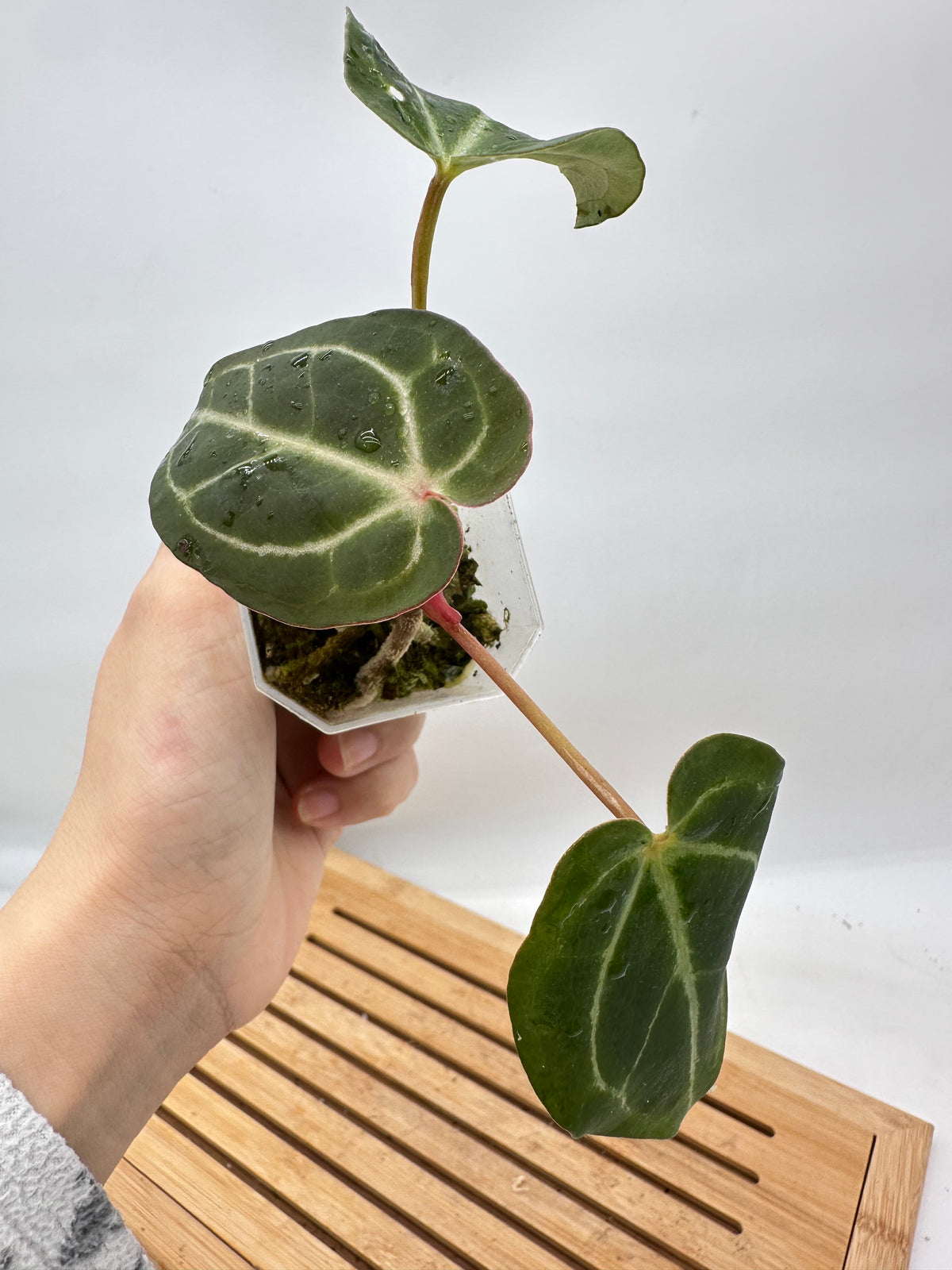 Anthurium Michelle (Self Pollinated)