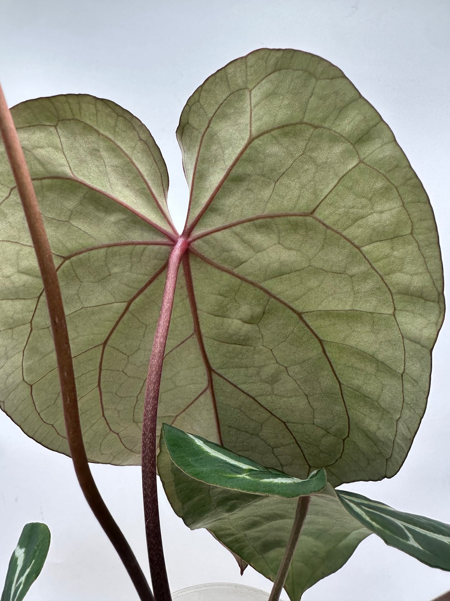 Anthurium Memoria Tim Anderson - Large