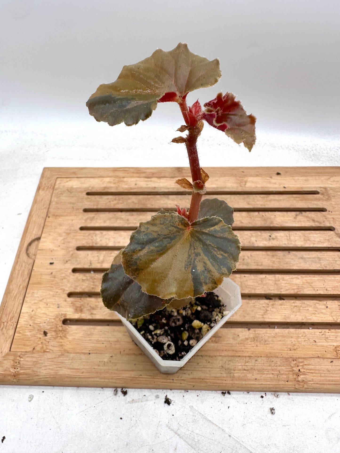 Begonia Cucullata Sp. Aurea Variegated - 5+ Growths - August Sale
