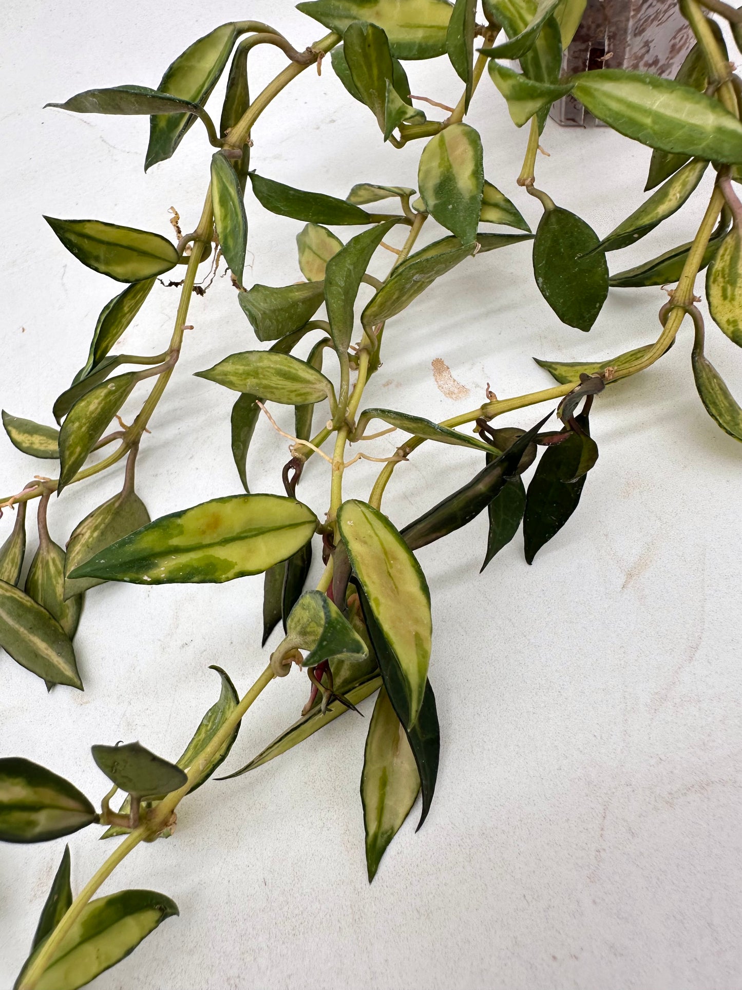 Hoya Lacunosa Variegated