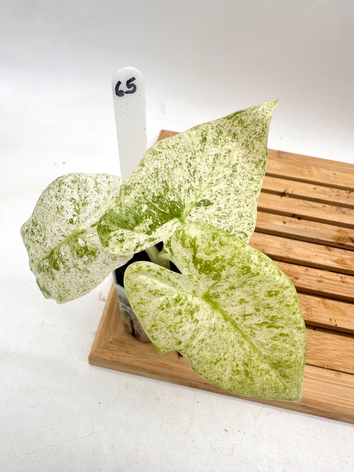 Alocasia Odora Batik 065