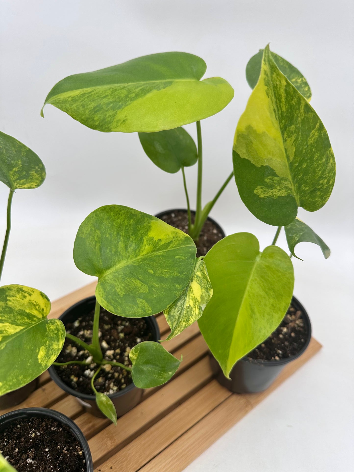 Monstera Yellow Marilyn