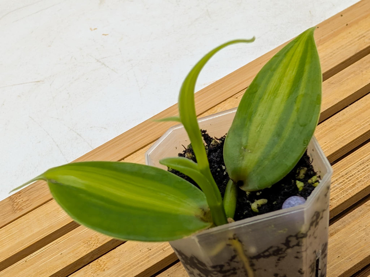 Vanilla Orchid Aurea Variegated